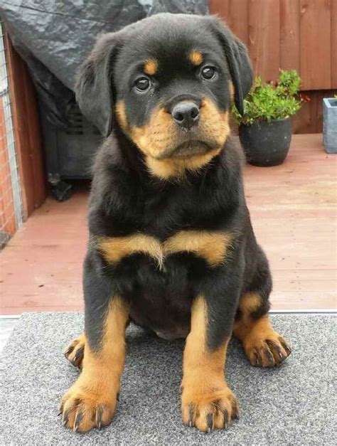 rottweiler dog price|rottweiler puppies price guide.